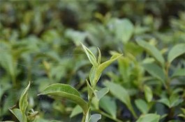 今年四川春茶产值达142亿元 同比增长10.9%