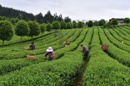贵州坚持做干净茶，用行动把“干净黔茶·全球共享”落到实处