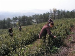 朱家村的茶旅一体化之路