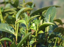 墨江五大古茶山之——须立贡茶古茶山