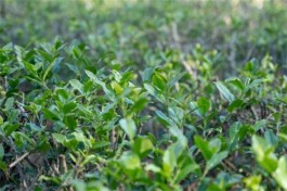 龙溪湖头：茶香弥漫山水间 茶旅融合踏新途