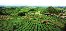 苍梧美环境兴产业 农旅融合茶旅融合带旺旅游