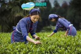 全国首个生态观光茶旅线路出炉 四川入选4条