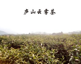 庐山茶叶品种 庐山茶叶有哪些品种