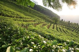 “国家茶叶全产业链大数据中心公共平台”正式上线