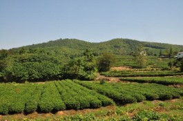 湖南安化县实施茶旅文一体化战略 近10万人口因茶脱贫因茶致富