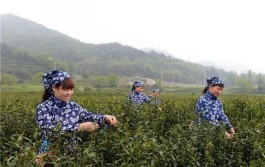 了解世界十大高端茶叶，感受中国的茶文化博大精深