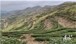 广东最受欢迎十大茶旅游线路：揭阳市玉湖坪上炒茶旅游线路