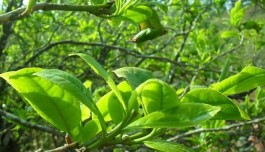 普洱茶产区保山：古茶树介绍