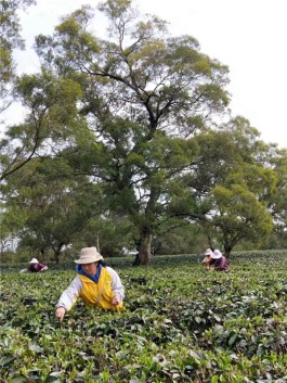 广东上茗轩茶业公司英德红茶（英红九号）春茶抢鲜上市！