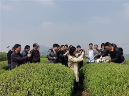 柯桥区农业农村局举行“日铸茶机采现场会”