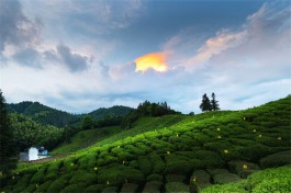 黄山市三大名茶入选“非遗”名录