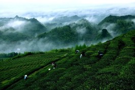 春茶季来临，各产区出现“茶工荒”现象