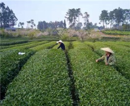 成都蒲江县：人勤春早，茶旅蓬勃