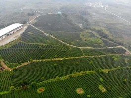 信阳浉河区：以茶旅融合促全域旅游发展