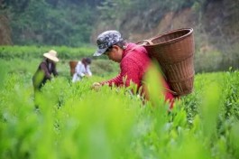 保靖黄金茶国家地理标志产品保护示范区获批筹建
