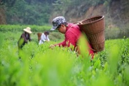 保靖黄金茶国家地理标志产品保护示范区获批筹建