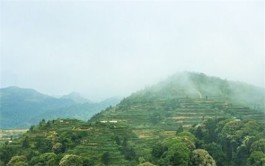 华南茶区有什么茶（华南茶区的名茶有哪些）