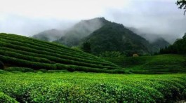 都匀市团山村茶产业发展加速乡村振兴