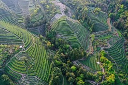 中国白茶特色小镇的产业振兴路：质量立茶 绿色兴茶 品牌强茶