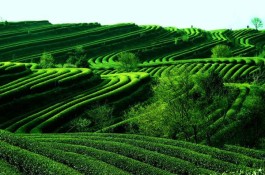 红河茶产业概况：历史与现状
