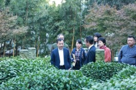 杭州市农业农村局主要领导督导西湖龙井茶保护管理工作