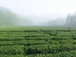 最美茶园：陕西省（凤源）现代农业园区