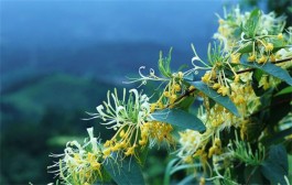 忍冬花是金银花吗 金银花茶的功效