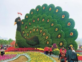 孔雀迎春