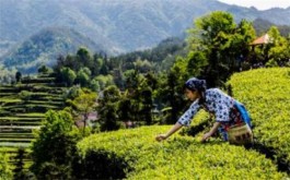 英山云雾茶是什么茶（英山云雾茶的制茶工艺步骤）