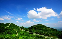乐山推出4条精品茶文化旅游线路