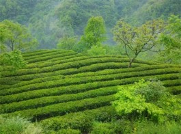 甘肃康县：“茶旅融合”勾勒美丽乡村绿色画卷