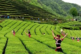 第四届古丈茶旅文化节举行