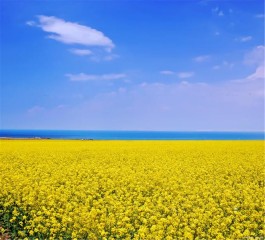 青海省星级乡村旅游接待点达600余处，让好风景带来好“钱景”