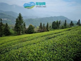 《五峰——茶旅之恋》形象宣传片
