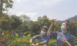 广东英德：产区直播带旺春茶销售