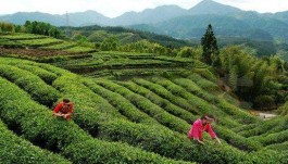 我国唯一以茶命名的城市，竟出了25个开国将军！获国家AAAA级景区