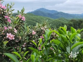 广东最受网络欢迎十大茶旅游线路：肇庆市广宁县广东凤之源茶业-广宁茶旅