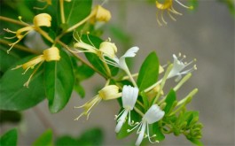 金银花茶哪种好 土银花和金银花的区别