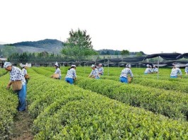 历史上的“茶都”绍兴能否建一个茶文化博物馆？