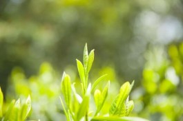 8个名茶解释，不负春光不负茶