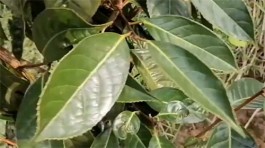茶籽树的种植与管理（油茶种植及管理技术要点）