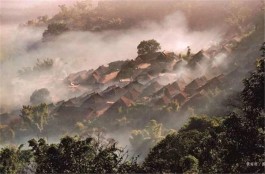 景迈山古茶林的价值认知 正在申遗的全球第一处茶文化景观