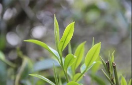 冰岛茶为何广受追捧？冰岛茶特点