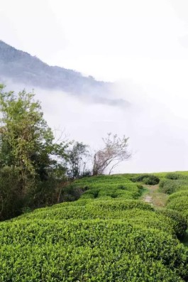 最美茶园：大山里-三棵松-竹古坪茶园群