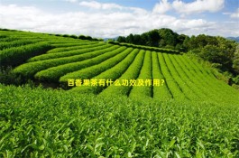 百香果茶有什么功效及作用？百香果茶的功效及作用介绍