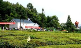 湖北省茶文化旅游线路推荐——宜昌·宜都市潘家湾土家族乡万亩茶园