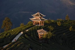 茶旅胜地：侗族的仙人山古茶园