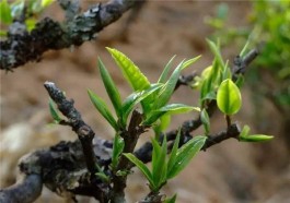 冰岛十年简史：这才是冰岛普洱茶最真实的面目（四）