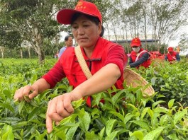 黎明农场举办采茶炒茶技能大赛